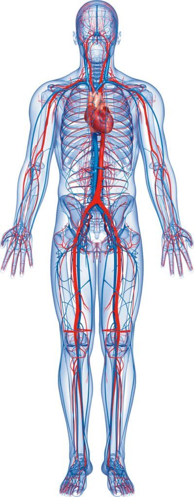 Research Supports Heart Catheter Procedures That Start in the Arm ...